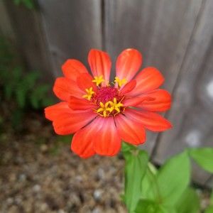 Meet your Posher, Lilian